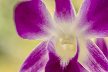 Purple Dendrobium Orchid