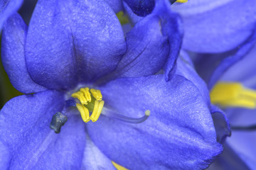 Marco Close-up Water Hyacinth