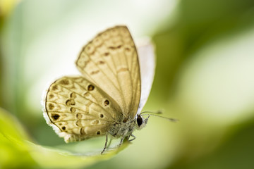 Blue butterfly on leaf