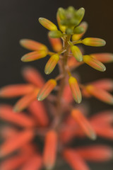 Chinese Aloe