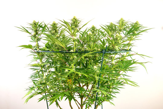 Cannabis plant with early flowers isolated over white