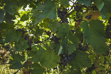 Ripe grapes grow on vines. Contrast sunlight.
