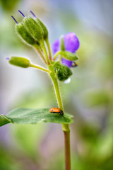 Lady bug