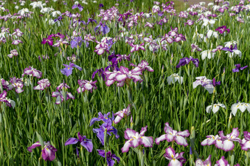 Obraz na płótnie Canvas Iris flowers in the Koiwa iris garden in Edogawa-city, Tokyo, Japan / Koiwa iris garden is public garden by edogawa river