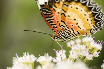 butterfly on herbal flower