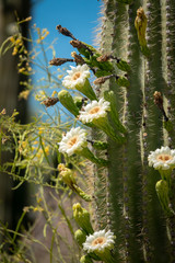 Saguaro Cactus Blossoms with White Flower and Fruit