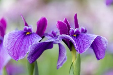 Iris flowers in the Koiwa iris garden in Edogawa-city, Tokyo, Japan / Koiwa iris garden is public garden by edogawa river