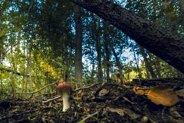 Mushroom in the grass in the wild