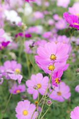 flowers cosmos in the field blooming on the day  in the nature garden