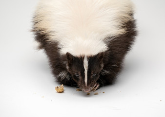 Striped Skunk - Mephitis mephitis in front of a white background