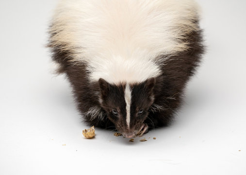 Striped Skunk - Mephitis mephitis in front of a white background