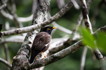 Myna bird in a tree
