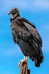 Black Vulture on Perch with Blue Sky Background