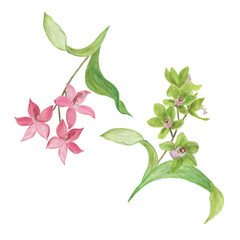 Watercolor painting orchid flower branch isolated on white © ramiia