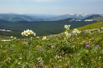 Fototapeta na wymiar Meadow in mountains. Beautiful flowers and snow peaks.