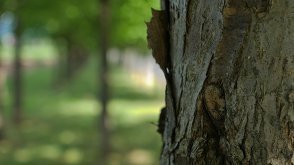 Obraz premium 木陰