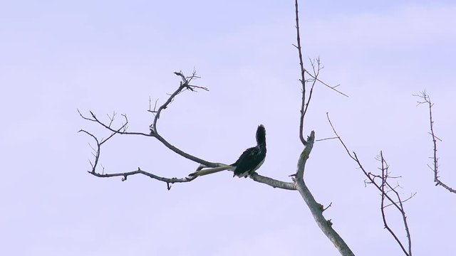 Female malabar pied hornbill sitting on dried branch and cleaning its feathers. Unusual exotic bird preening on dead tree. Gorgeous wild avian in its natural habitat. Yala National Park, Sri Lanka.