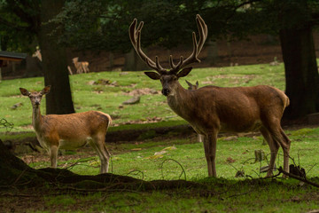 Red deer