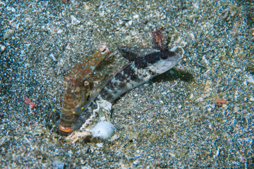 Black-nape shrimp-goby Cryptocentrus inexplicatus