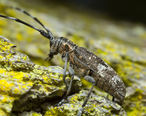 Pine sawer beetle, Monochamus galloprovincialis on pine bark 