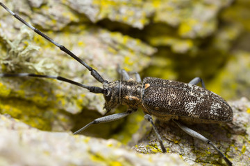 Pine sawer beetle, Monochamus galloprovincialis on pine bark 