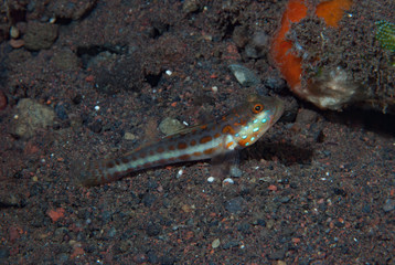 Orange-spotted sleeper goby Valenciennea puellaris