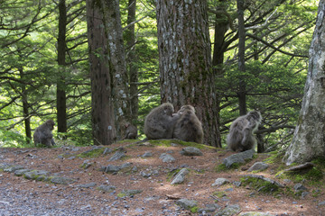 上高地のサル／長野県松本市