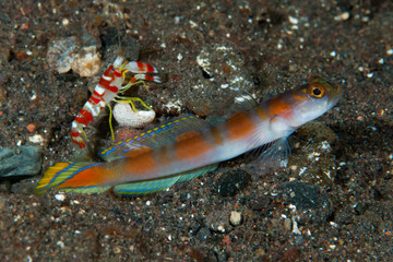 Obraz na płótnie Canvas Flag-tail shrimp-goby Amblyeleotris yanoi