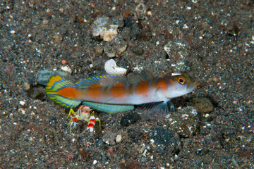 Obraz na płótnie Canvas Flag-tail shrimp-goby Amblyeleotris yanoi