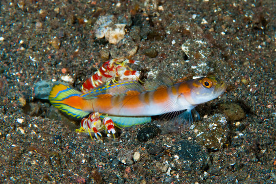 Flag-tail shrimp-goby Amblyeleotris yanoi