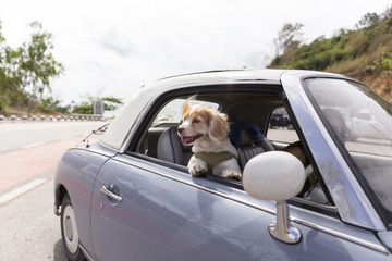 Naklejka premium Dog enjoying a ride with the vintage car color purple on the road