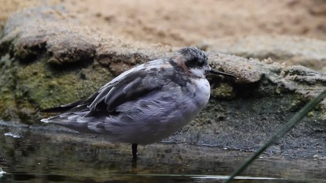 HD video of one Red-necked Phalarope looking for food in shallow water. The typical avian sex roles are reversed in the phalarope species. Females are larger and more brightly colored than males