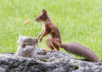 red squirrel sitting on stone in green lawn near the sackcloth with nuts