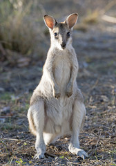 agile wallaby in north Queensland, Australia.