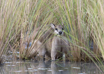 agile wallaby in north Queensland, Australia.