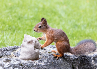 Naklejka na ściany i meble hungry squirrel sitting on stone in green grass and stealing nuts from sackcloth bag