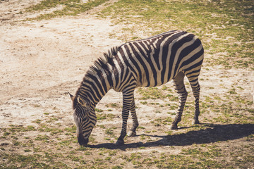 Fototapeta na wymiar Zebra (Equus quagga) grazes on wild grass in sandy soil in a vintage garden setting