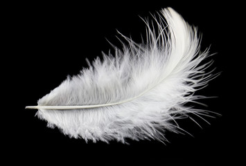 Single white feather isolated on black background.