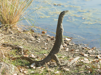 Monitor lizard near Karumba, Queensland, Australia.