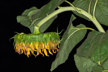 The sunflower of the night that began to die