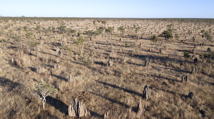  termite mounds in  western Queensland, Australia.