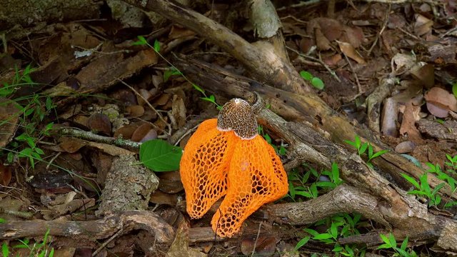 Fantastic unusual edible Veiled Lady mushroom with lacy skirt or indusium hanging from beneath cap. Beautiful Bamboo fungus growing in tropical forest. Camera zooms out. Yala National Park, Sri Lanka.