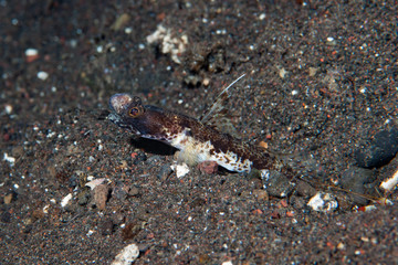 Flag-fin shrimp-goby Tomiyamichthyis sp 2