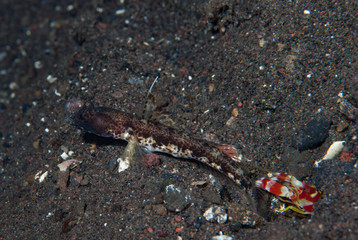 Flag-fin shrimp-goby Tomiyamichthyis sp 2