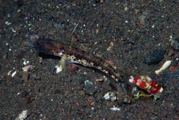 Flag-fin shrimp-goby Tomiyamichthyis sp 2