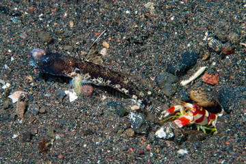 Flag-fin shrimp-goby Tomiyamichthyis sp 2