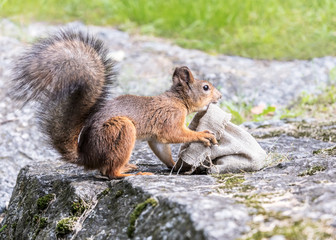 Naklejka na ściany i meble curious squirrel with fluffy tail sitting on big grey stone near bag sackcloth with nuts