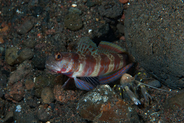 Broad-banded shrimp-goby Amblyeleotris periophthalma