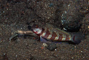 Broad-banded shrimp-goby Amblyeleotris periophthalma