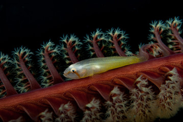 Eye-bar coral goby Lubulogobius morrigu